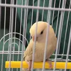 روز لون سكري جميل هدد