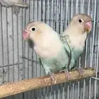 للبيع زوج فيشر معه فرخ