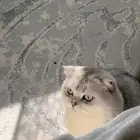 سكوتش تزاوج