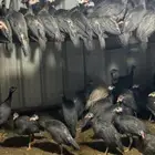 دجاج حبشي