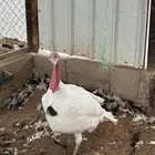 للبيع ذكور رومي العدد 3