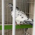حمام باكستاني زيرا