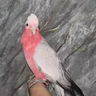 كوكاتو اليف وهدد ومتكلم شرط حمامههه