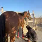 للبيع حصان انتاج حق سباق جاهز