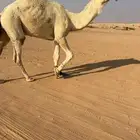 قعود حيسوني جذع