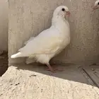 زغاليل فرنسي فاخره