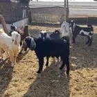 تيوس ذبايح طيبه