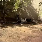 ديك ودجاج وبط