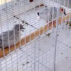 يمام ماسي
