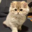 قطط سكوتش ستريت ( بيور ) كيتن