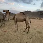 اصيل لقحة