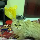 قطه شيرازيه للبيع