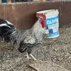 ديك فاخر للبيع