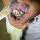 طلي فحل للبيع مشروط