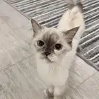 قطة للتبني