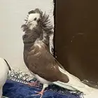 حمام بلجيكي