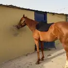 حصان انقليزي