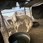 للبيع خروف فحل