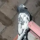 سلام مطلوب حمام سرح