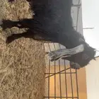 ثني عارضي طيب