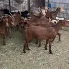 معزا محايلية دفيع من فحل كلهاري