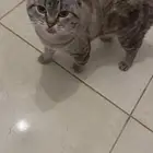 اسكوتش استريت شورت هير