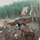 جنوبيات ولد ولد وعل و بنات عيال وعل