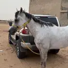 حصان شعبي فاخر