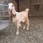 عناق طيبه العمر حول الخمس شهور