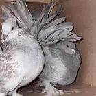 رقاص هندي منتج