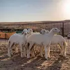 بهم حري شعره وانضاف وطيبات