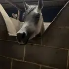 خيل عربي باوراقه