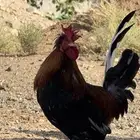 ديك عربي