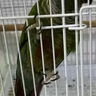 بغبغاء للبيع