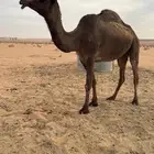 ناقه صفرا كفو لقحه