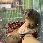 وبران مصرحه