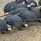 دجاج حبشي