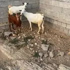 ماعز للبيع