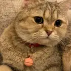 سكوتش ستريت معقمه