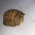 سلحفاة بريه بصحه جيده لاعلم عن العمر