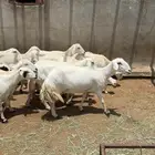 ضان للبيع صنف فاخر