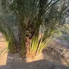 اصنى برني. . وكعيمر العيص