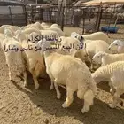 طليان ذبايح سواكن وحريات ورفيديات تربيه يتوفر تابي