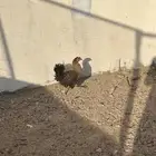 تم البيع
