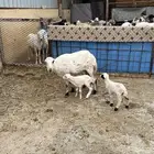 رفيديه تامه تحتها رخل وطلي