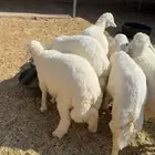 6 طليان شحم بريه