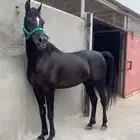 حصان ورق فاخر