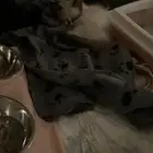 كيتن انثى للتبني المستعجل