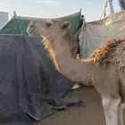 حشو . حشوان جمله