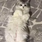 قطة شيرازي للتبني